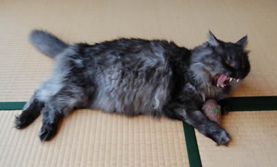 moko432.jpg