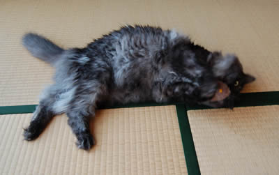 moko433.jpg