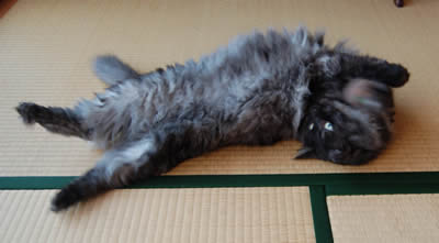 moko434.jpg