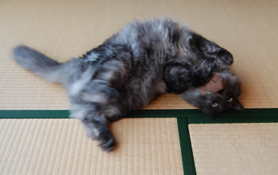 moko435.jpg