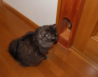 moko484
