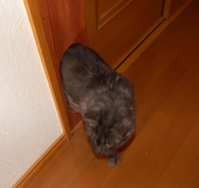 moko489
