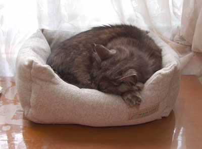 新しい猫ベッド moko491