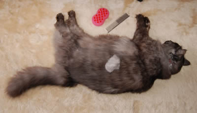 moko568