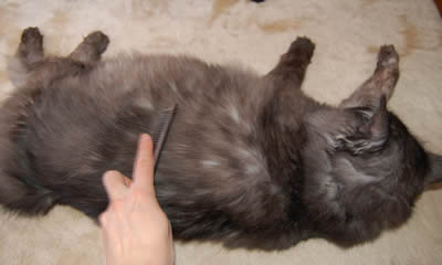 moko569