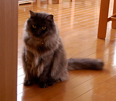moko582