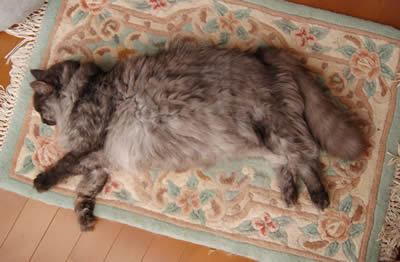 moko610.jpg