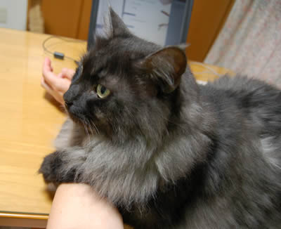 moko655.jpg
