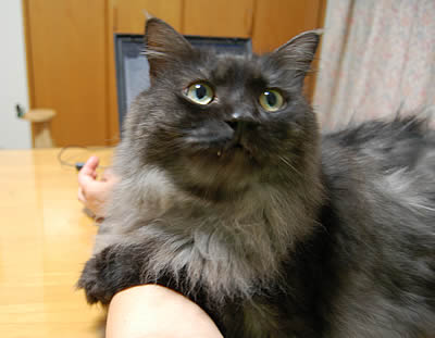 moko656.jpg