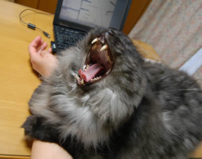 moko658.jpg