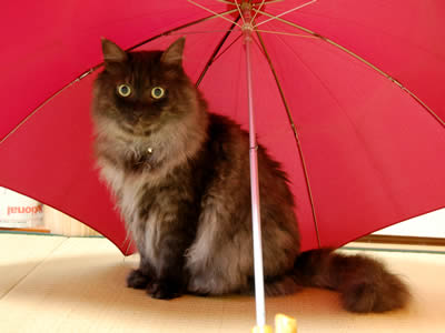 moko671.jpg