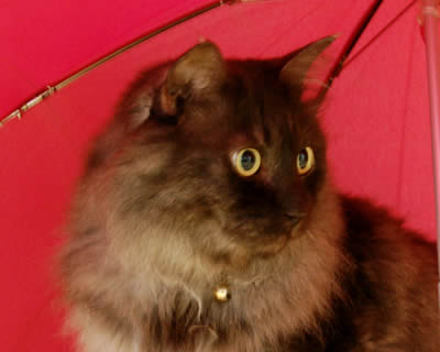 moko674.jpg