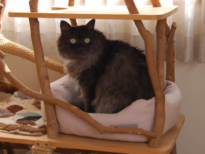 moko707.jpg