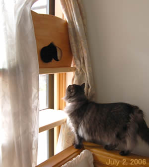 cats298.jpg