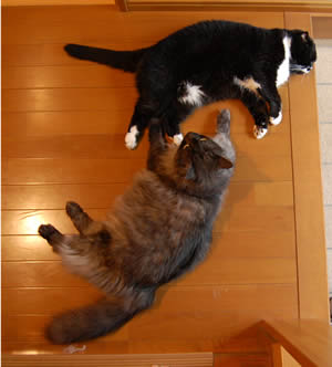 cats305.jpg