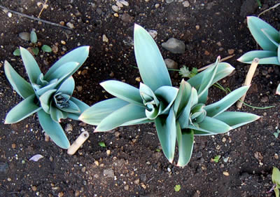 allium_giganteum02