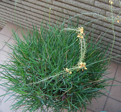 bulbine_frutescens01.jpg