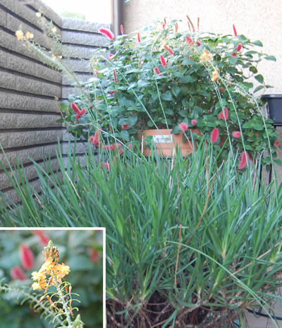 bulbine_frutescens03.jpg