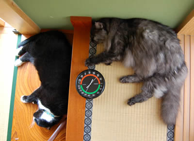 cats675.jpg
