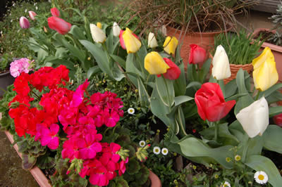 flowers021