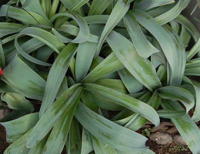 flowers023