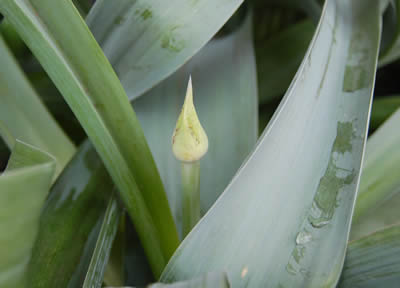 flowers029