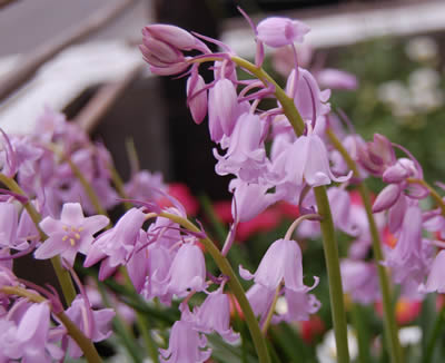 flowers030