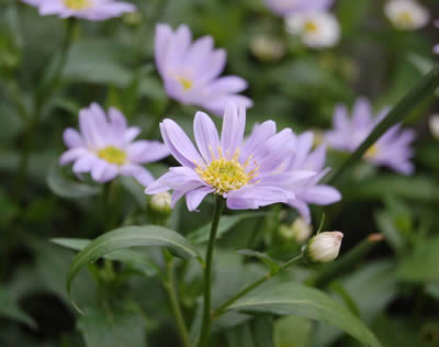 flowers034