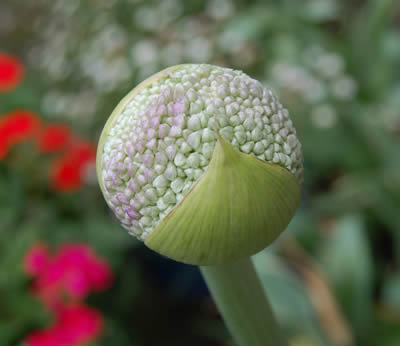 flowers036