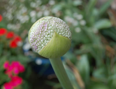 flowers037