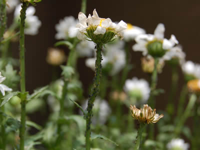 flowers039