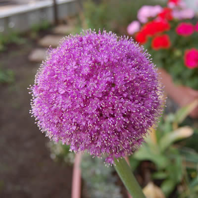flowers042