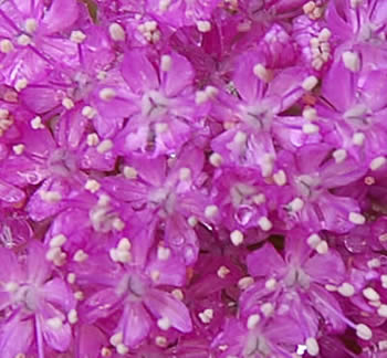 flowers043