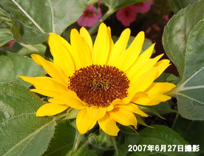 flowers048