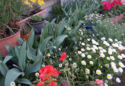 flowers26