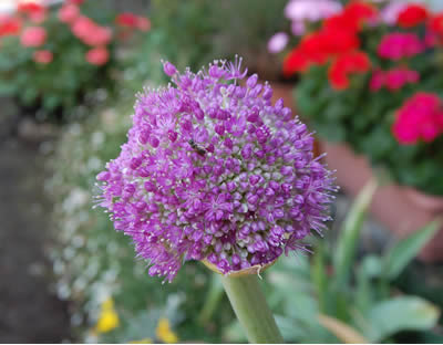 flowers28