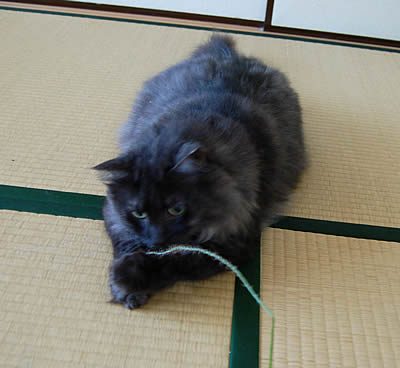 moko663.jpg