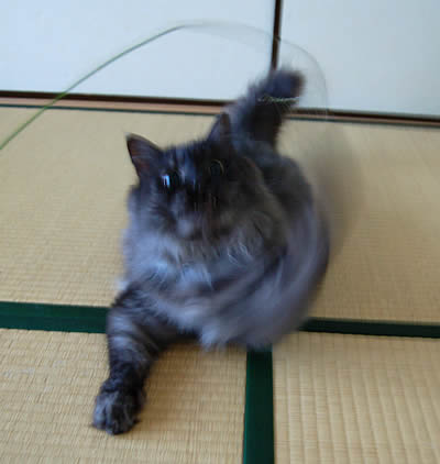 moko665.jpg