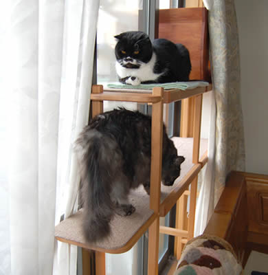 猫棚 cats435