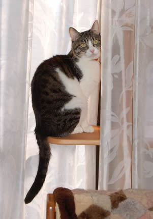 猫棚の上のケメコ kemeko472