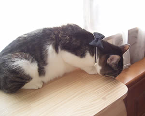 蝶ネクタイ姿のケメコ kemeko254.jpg