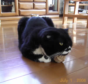 kuma916.jpg