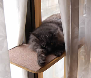 moko372.jpg