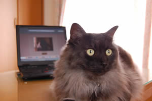 moko380.jpg