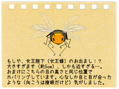 大ピンチ（オオスズメバチ） 4