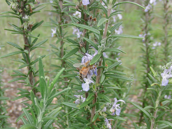 ローズマリーの花とミツバチ