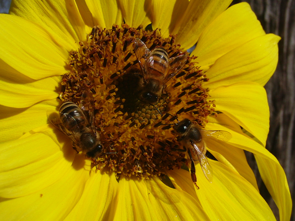 ヒマワリの花とミツバチ