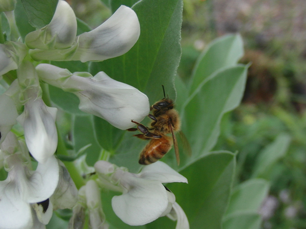 ソラマメの花とミツバチ