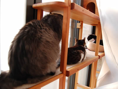 猫棚に座る3匹