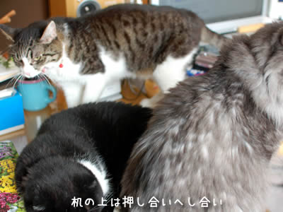 机の上に集まった猫3匹